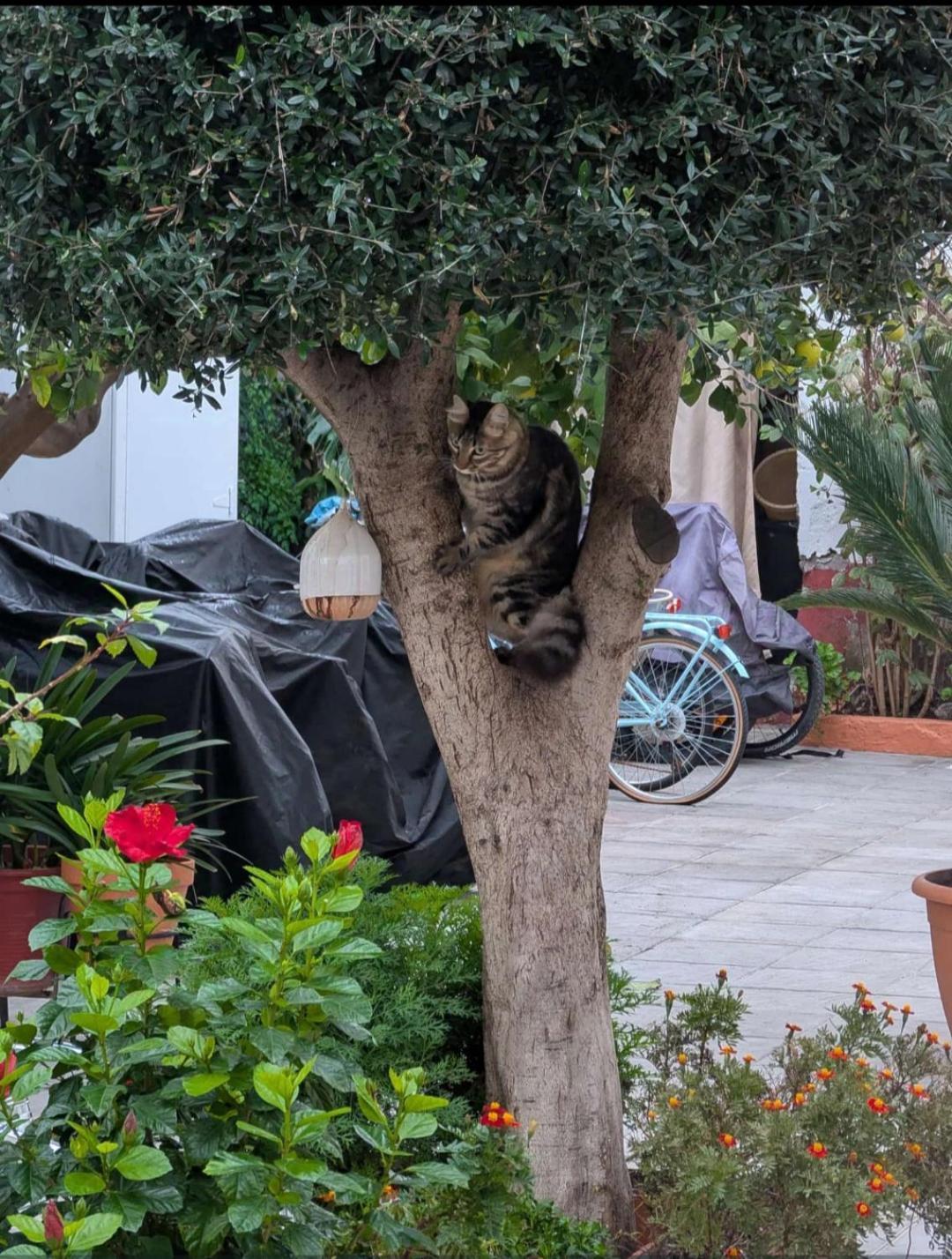 Tipico Y Pintoresco Patio De Vecinos, Con Encanto เซบีญา ภายนอก รูปภาพ